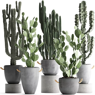 Bonsai Potted Cacti Plants In Gray Pots With Rope Decorations And Green Leaves 3d model