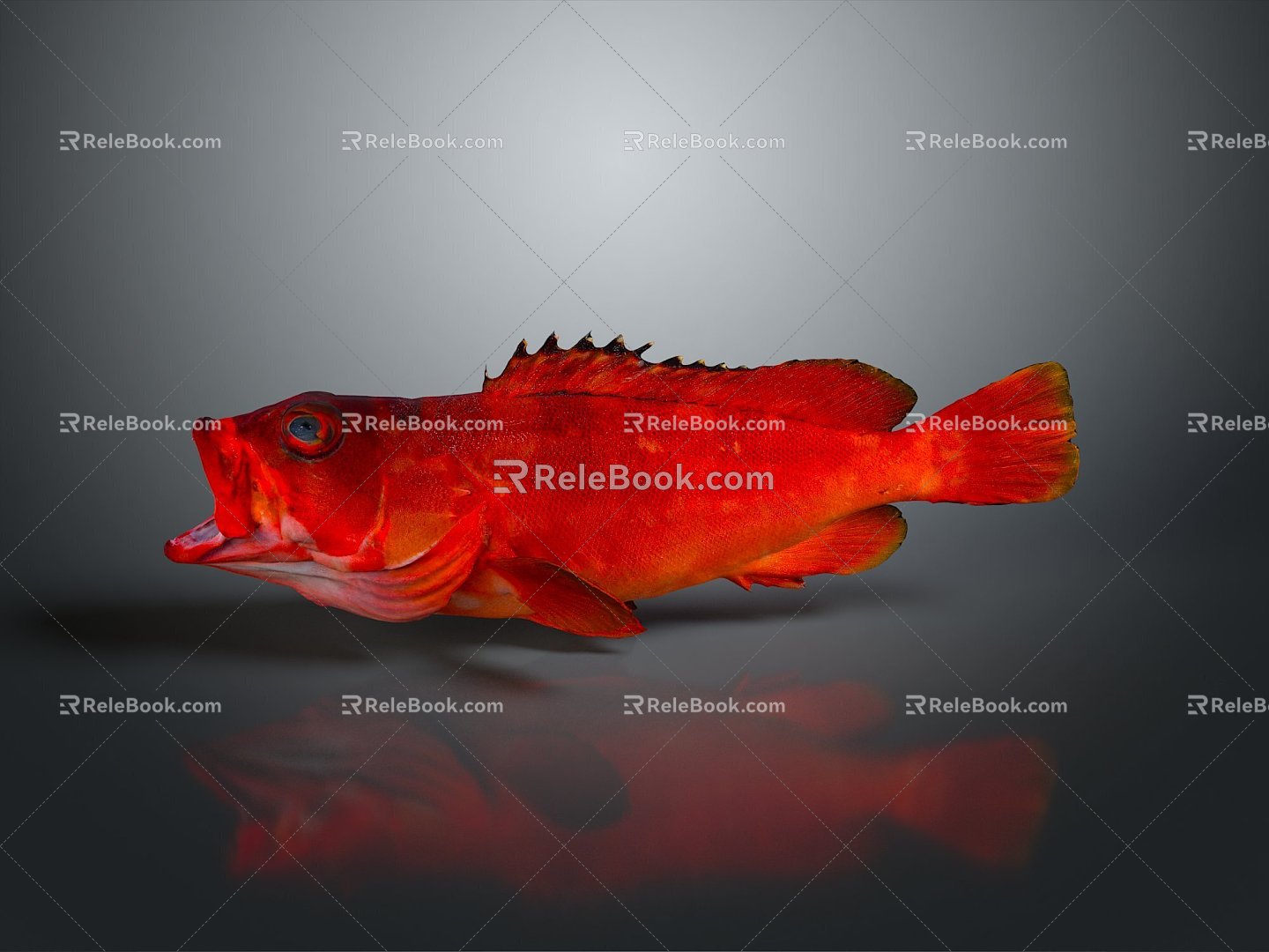 Catfish Carp Sturgeon Bass Freshwater Fish Various Carp Grass Carp Crucian Carp 3d model