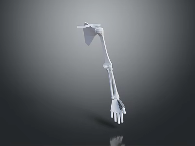 Detailed Human Skeleton Arm 3D Model With Anatomical Structure And Realistic Bone Details 3d model