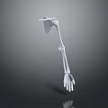 Detailed Human Skeleton Arm 3D Model With Anatomical Structure And Realistic Bone Details 3d model