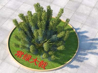 Modern Evergreen Euphorbia model