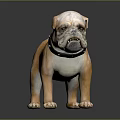 Realistic Orange and White Bulldog with Black Collar Standing on Gray Background