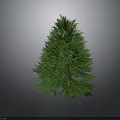 Lush Green Pine Tree Standing Alone In Natural Outdoor Environment With Dark Background 3d model