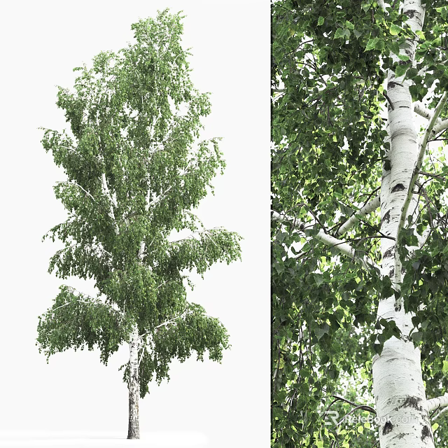 Tall Birch Tree With White Trunk Black Spots And Lush Green Leaves 3d model 