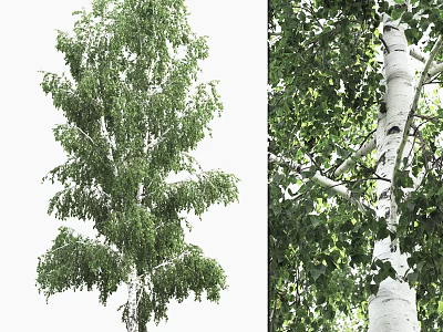 Tall Birch Tree With White Trunk Black Spots And Lush Green Leaves 3d model