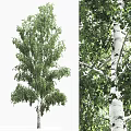 Tall Birch Tree With White Trunk Black Spots And Lush Green Leaves