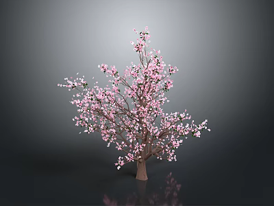 Cherry Blossom Tree With Pink Flowers On Dark Background And Reflections 3d model