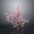 Cherry Blossom Tree With Pink Flowers On Dark Background And Reflections