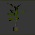 Lush Green Banana Leaf Plant In Minimalist Brown Pot With Broad Foliage