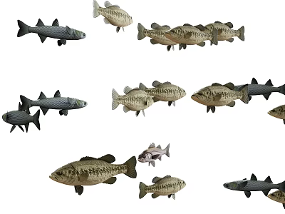 Colorful Aquarium Fish With Various Species And Distinctive Patterns For Home Tank 3d model