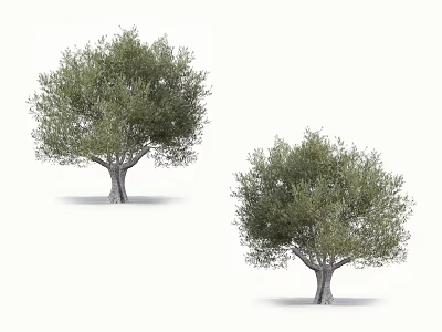 Two Tall Trees With Lush Green Leaves And Sturdy Trunks Isolated On White Background 3d model