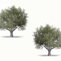 Two Tall Trees With Lush Green Leaves And Sturdy Trunks Isolated On White Background
