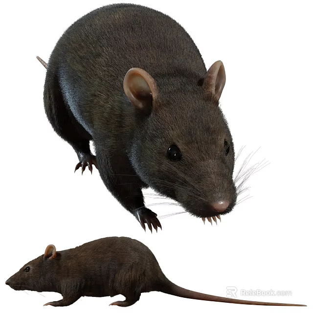 Two Brown Reptiles With Sharp Claws And Different Sizes Close Up View 3d model 