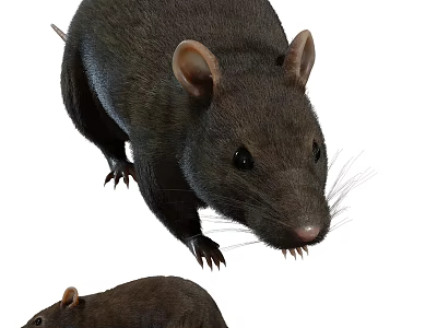 Two Brown Reptiles With Sharp Claws And Different Sizes Close Up View 3d model