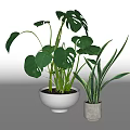 Potted Monstera and Snake Plants with Green Leaves in White Bowl and Gray Concrete Pots
