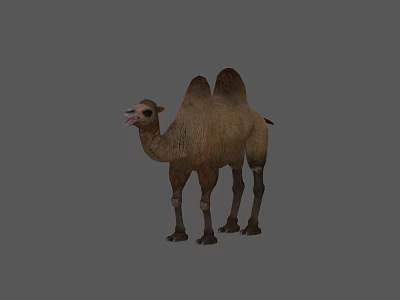 Bactrian Camel Standing On Gray Background With Natural Fur Texture 3d model
