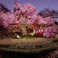 Enchanting Pink Flowering Tree Photo Spot with Red Decorations Stone Steps And Carved Characters