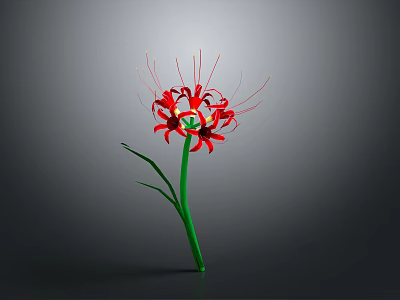 Red Spider Lily With Green Stem And Long Thin Red Petals Against Gray Background 3d model