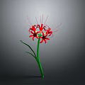 Red Spider Lily With Green Stem And Long Thin Red Petals Against Gray Background