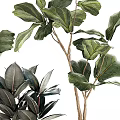 Lush Green Leafy Potted Plants In White Textured Ceramic Pots For Indoor Decor
