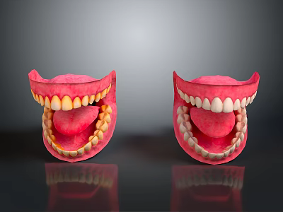 Anatomical 3D Model of Human Oral Organs Showing Teeth Gums and Tongue Structure 3d model