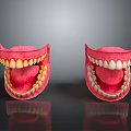 Anatomical 3D Model of Human Oral Organs Showing Teeth Gums and Tongue Structure