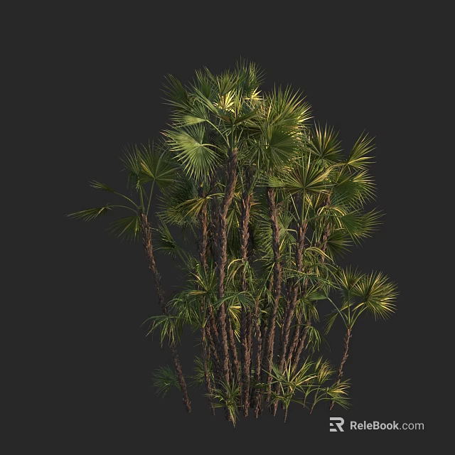 Multi Trunk Palm Tree With Green Fan Shaped Leaves And Lush Foliage 3d model 