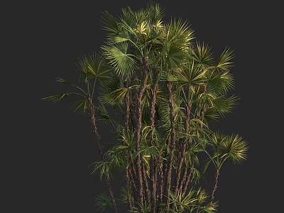 Multi Trunk Palm Tree With Green Fan Shaped Leaves And Lush Foliage 3d model