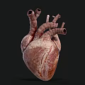Human Heart Anatomical Structure With Blood Vessels 3D Model Detailed View