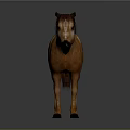 Brown Horse Standing Full Body Side View With Brown Mane On Gray Background