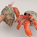 Hermit Crab Crab 3d model