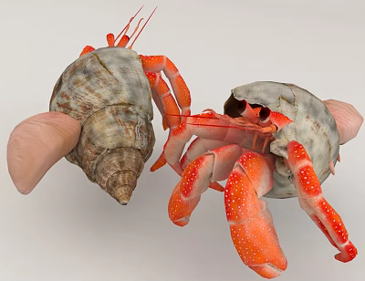 Two Hermit Crabs With Bright Red Spotted Claws Carrying Gray And Brown Shells 3d model