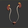 Human Kidneys Ureters and Bladder Anatomy 3D Medical Illustration Structure