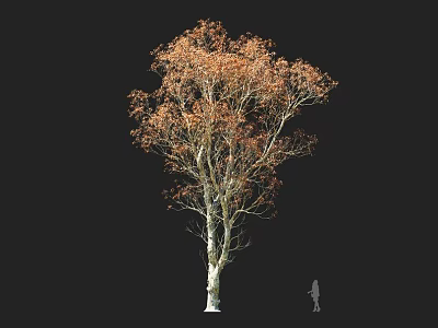 Autumn Arbor With Orange Leaves White Trunk And Human Figure For Scale 3d model