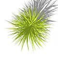 Fresh Green Grass With Slender Leaves Growing In Clump On White Background And Soft Shadow