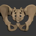 Human Pelvis Anatomical Structure 3D Rendered With Bone Details Medical Model
