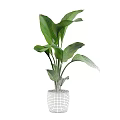 Indoor Garden Accent Piece With Tall Green Plants Large Leaves And White Ceramic Pot