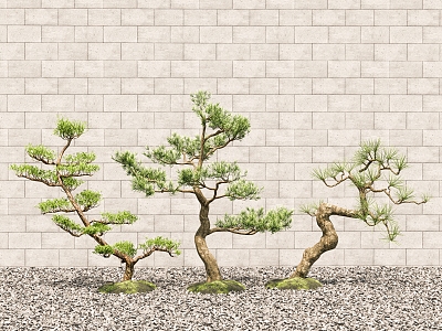 Chinese Landscape Tree Pine Tree Landscape Tree Welcome Pine Pohan Pine Courtyard Landscape Pebbles model