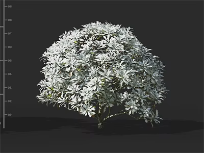 Lush White Flowering Tree With Dense Blooming Foliage And Height Scale 3d model