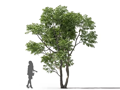 Tall Arbor With Double Trunks And Lush Green Leaves Beside Person Silhouette 3d model