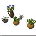 Various Green Plants in Terracotta Pots with Blue Purple and White Flowers