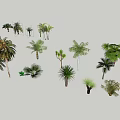 Diverse Arbor Tree Collection With Various Species Including Palm and Broadleaf 3d model