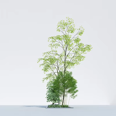 Green Shrub With Slender Branches And Lush Green Leaves On White Background 3d model