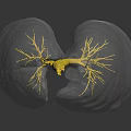 Transparent Biological Structure With Yellow Branching Networks And Reflective Surface