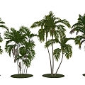 Modern Green Tree Palm Coconut Tree Dawang Coconut Landscape Tree 3d model