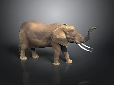 Realistic Elephant Model With Large Tusks Big Ears And Raised Trunk 3d model