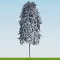 Tall Arbor with White Trunk and Lush Green Leaves Against Blue Sky