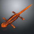 Orange and Brown Salamander with Spots and Long Tail on Dark Background