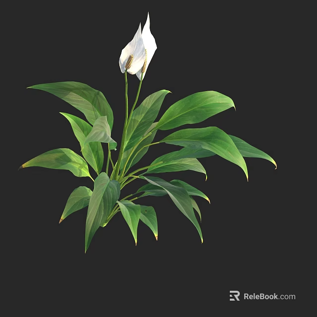 Fresh Green Leafy Plant With White Flower And Lush Foliage 3d model 