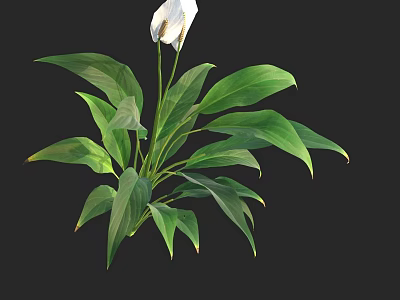 Fresh Green Leafy Plant With White Flower And Lush Foliage 3d model